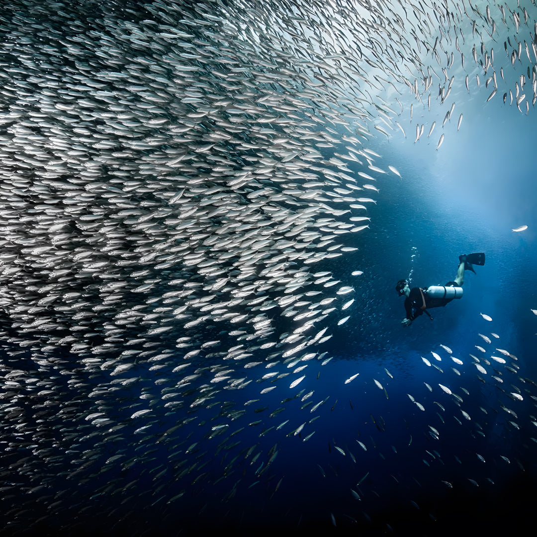 Malapascua Scuba Diving Liveaboard Master Liveaboards