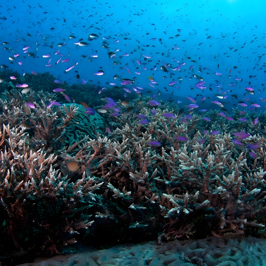 Malapascua Scuba Diving Liveaboard Master Liveaboards