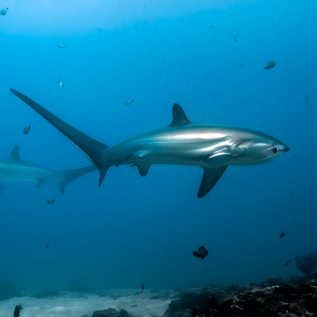 Malapascua Scuba Diving Liveaboard Master Liveaboards