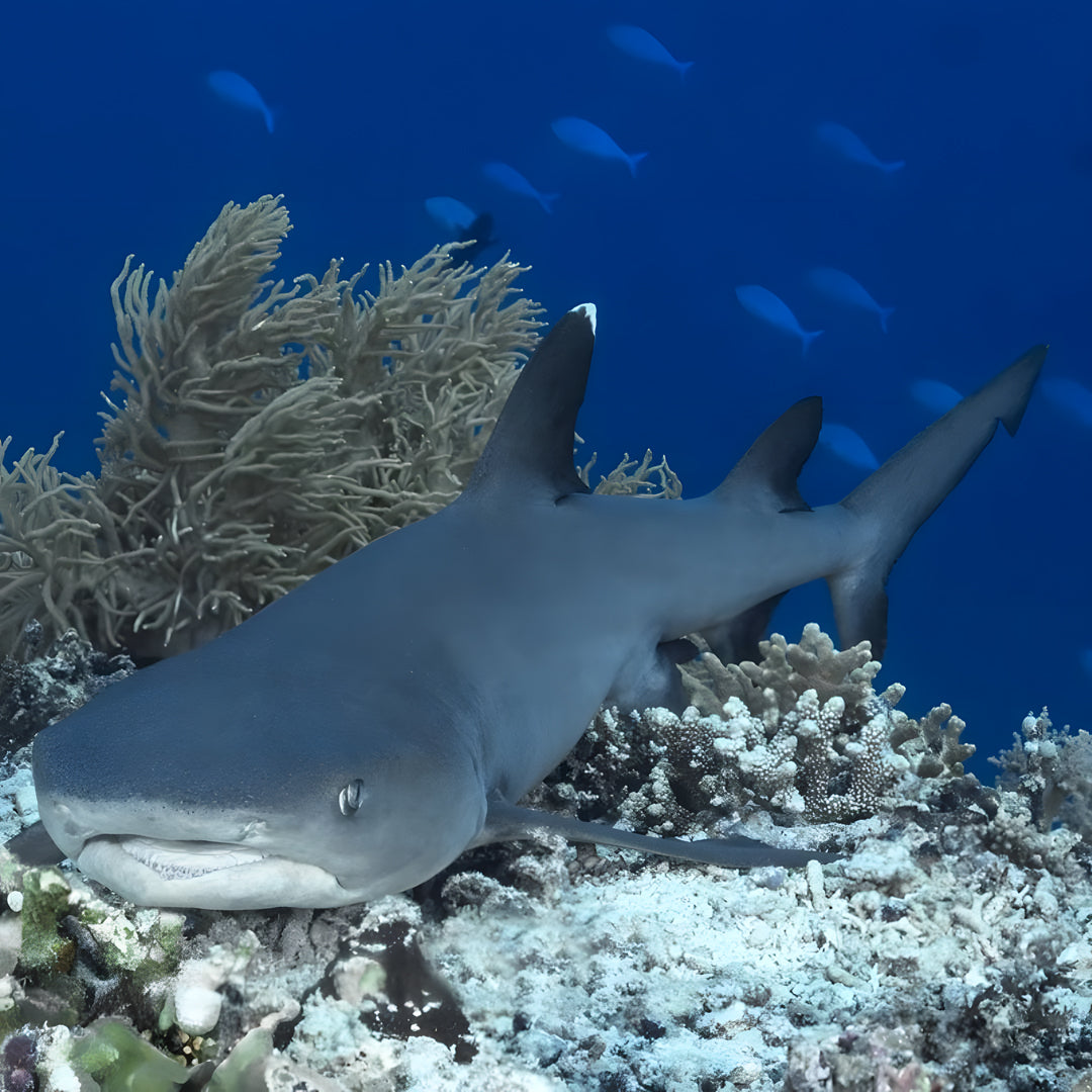 Malapascua Scuba Diving Liveaboard Master Liveaboards