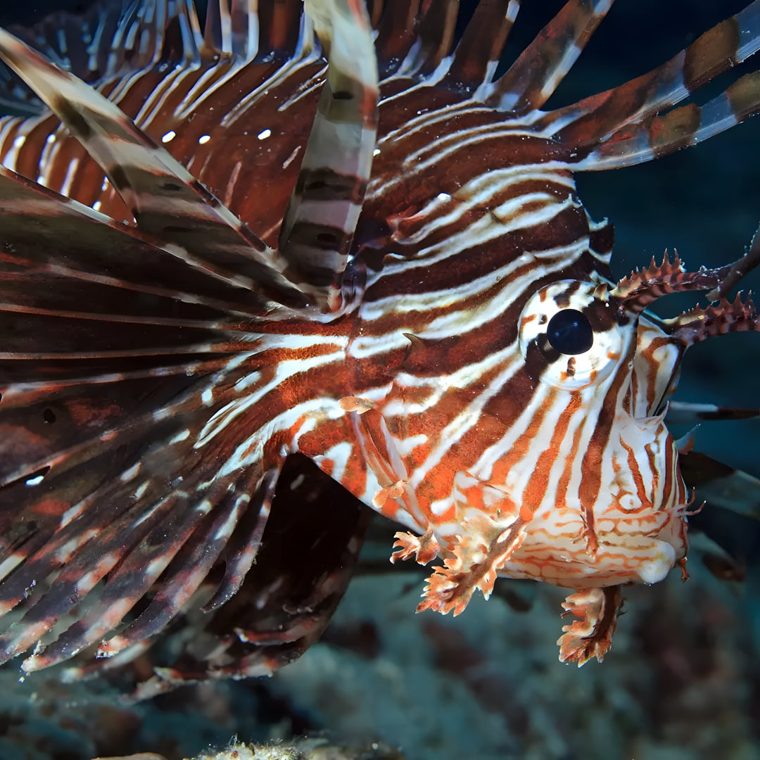 Boracay Island Scuba Diving Fun Dive New Wave Diver Club