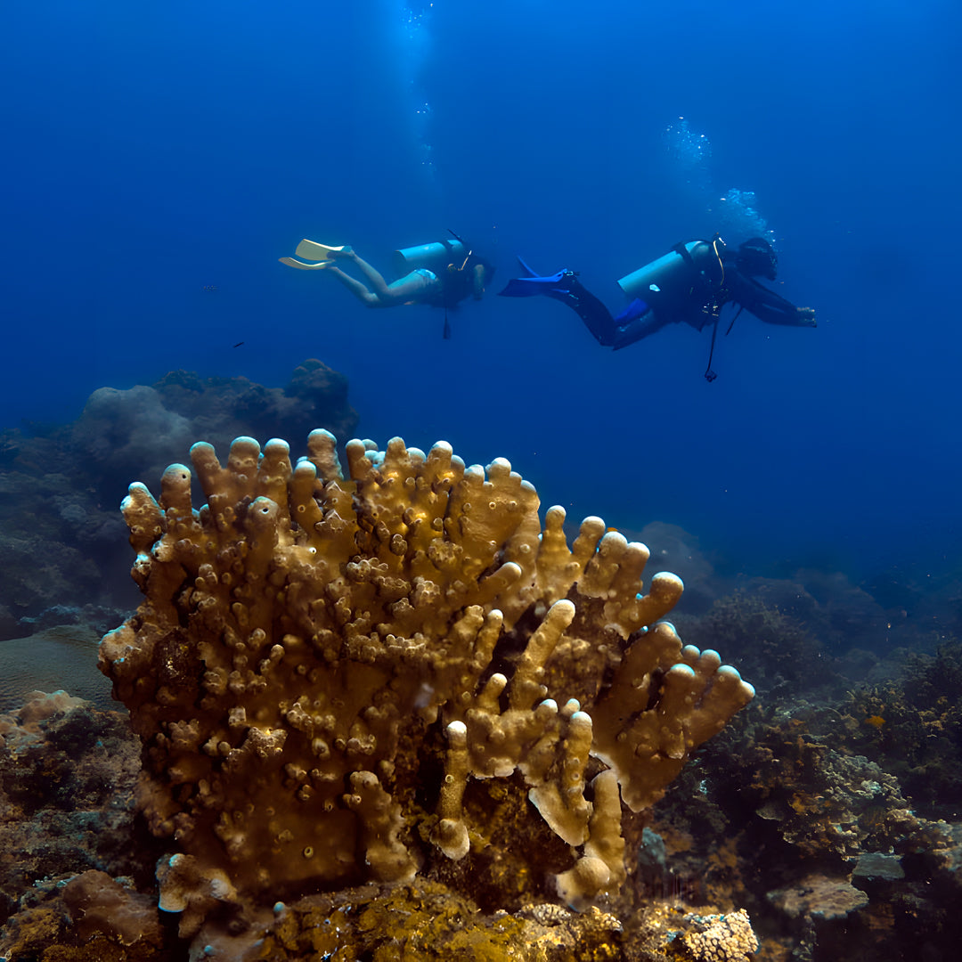 Puerto Galera Scuba Diving Fun Dive Octodiver Diving Shop