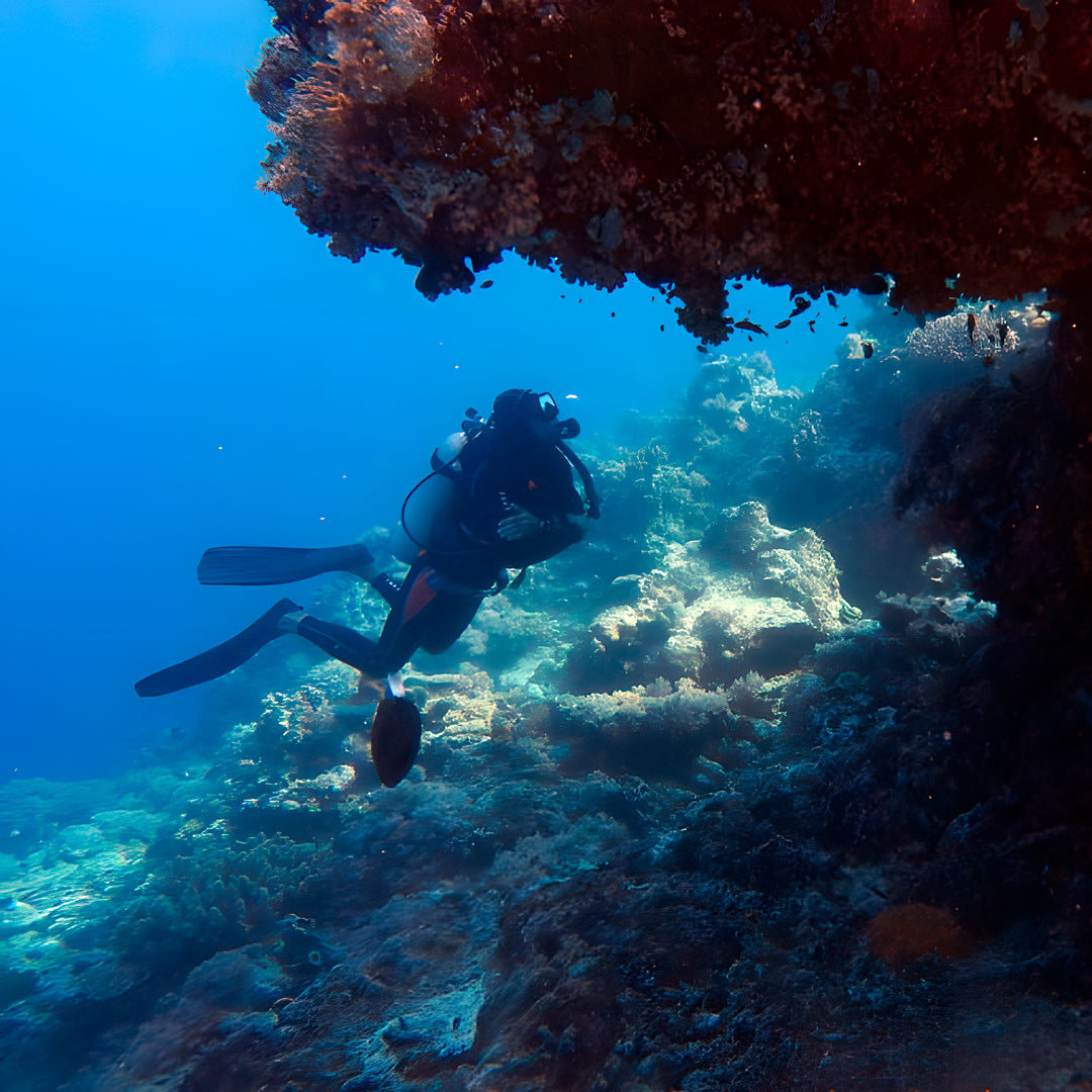 Apo Reef Group Scuba Diving Day Trip Pandan Island Dive