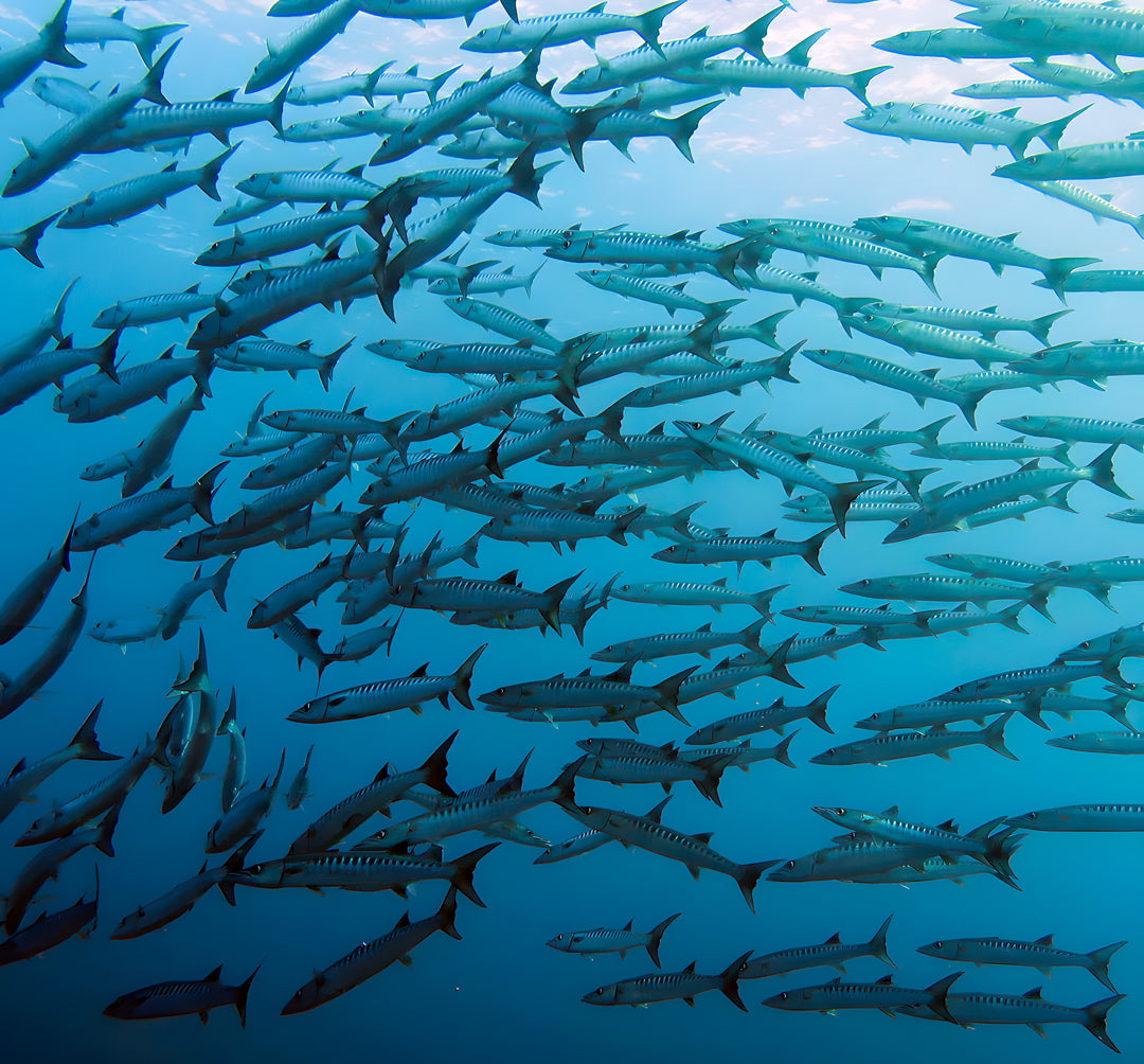 Open Water Beginner Diving Course Pandan Island Dive