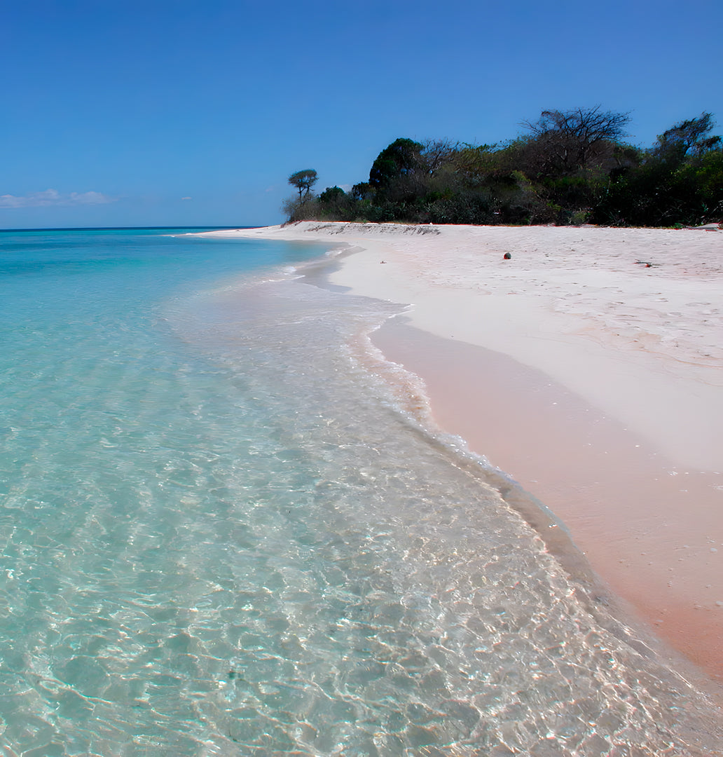 Apo Reef Group Scuba Diving Day Trip Pandan Island Dive