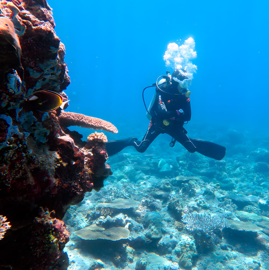 Apo Reef Group Scuba Diving Day Trip Pandan Island Dive