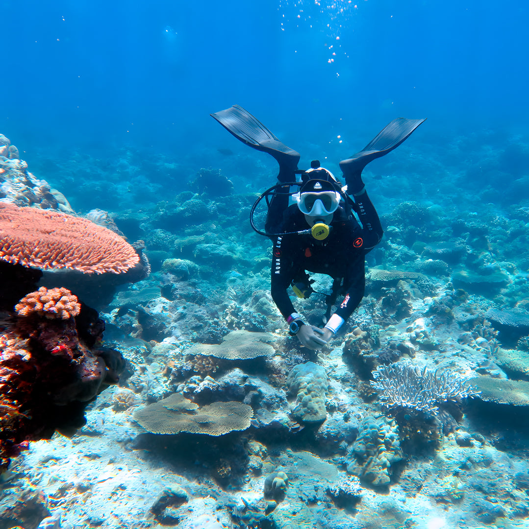 Apo Reef Group Scuba Diving Day Trip Pandan Island Dive