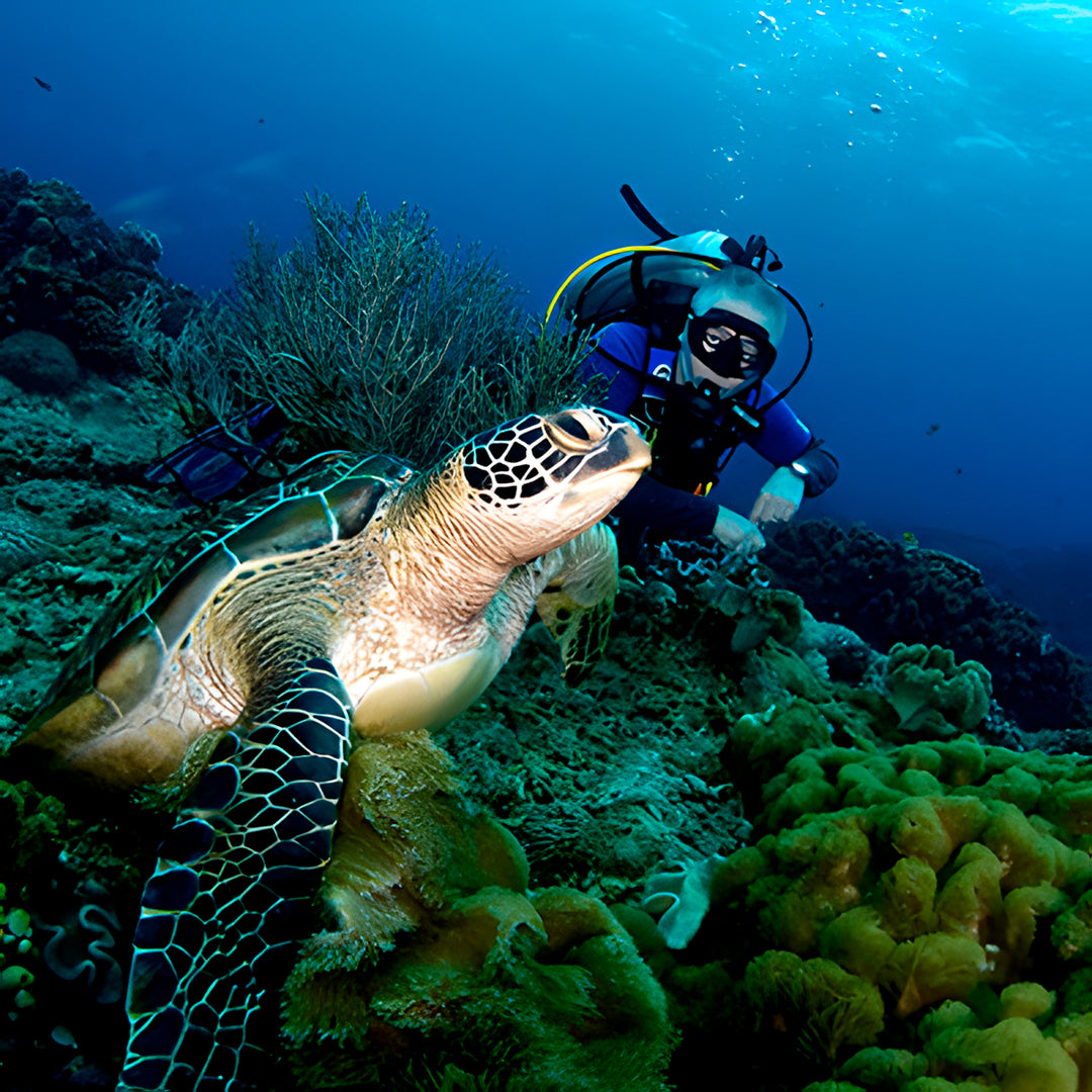 PADI Discover Scuba Diving with Sardines in Moalboal
