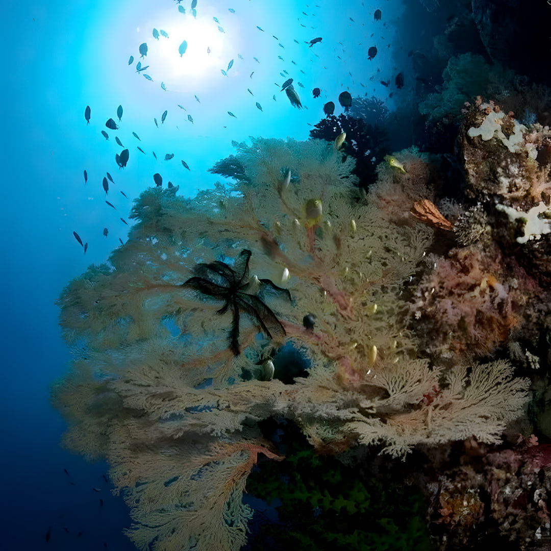 Moalboal Sardine Fun Boat Dive