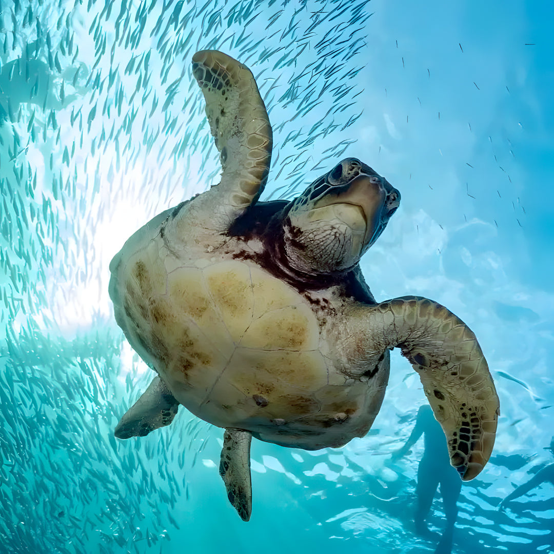 PADI Discover Scuba Diving with Sardines in Moalboal