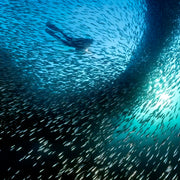 PADI Discover Scuba Diving with Sardines in Moalboal