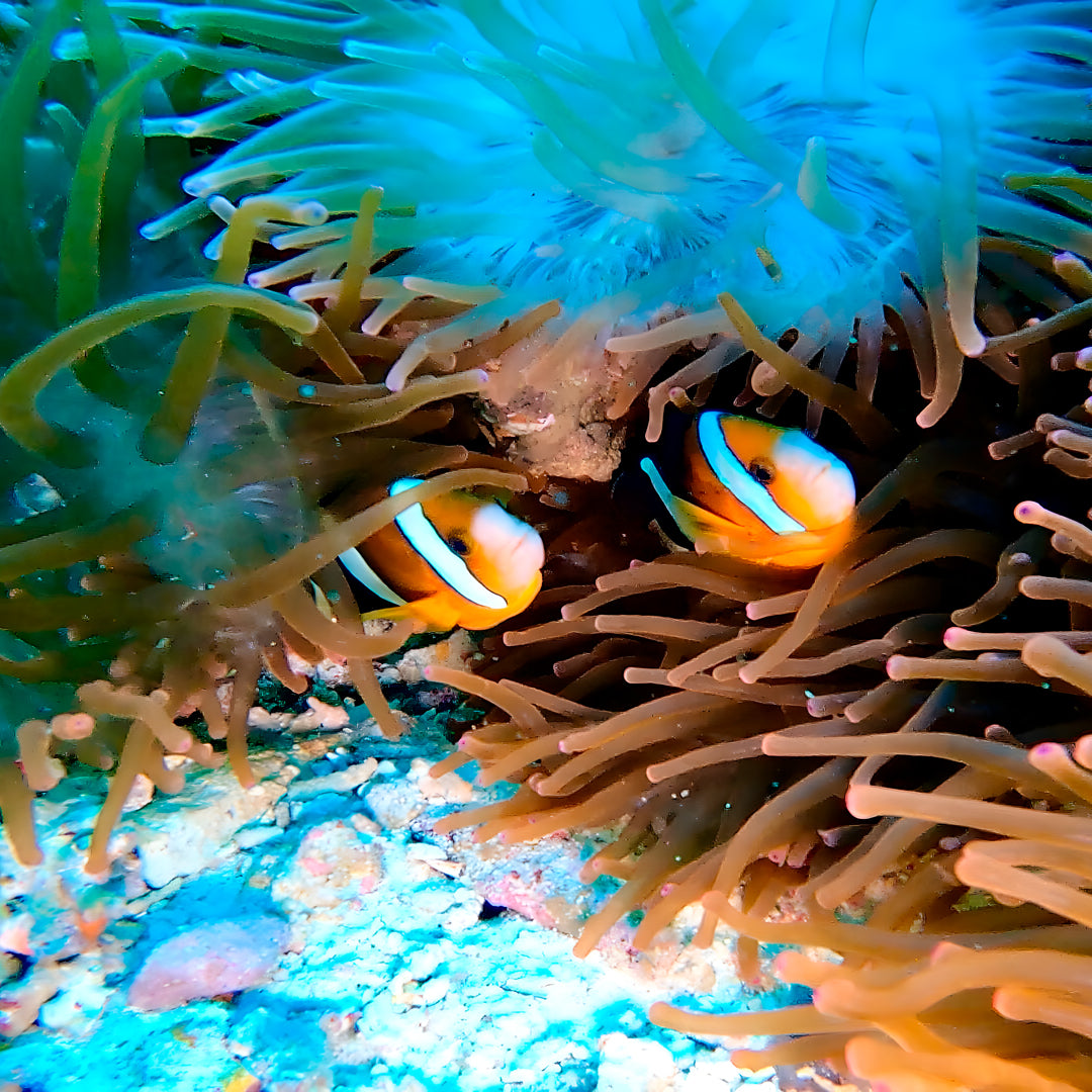 PADI Discover Scuba Diving with Sardines in Moalboal