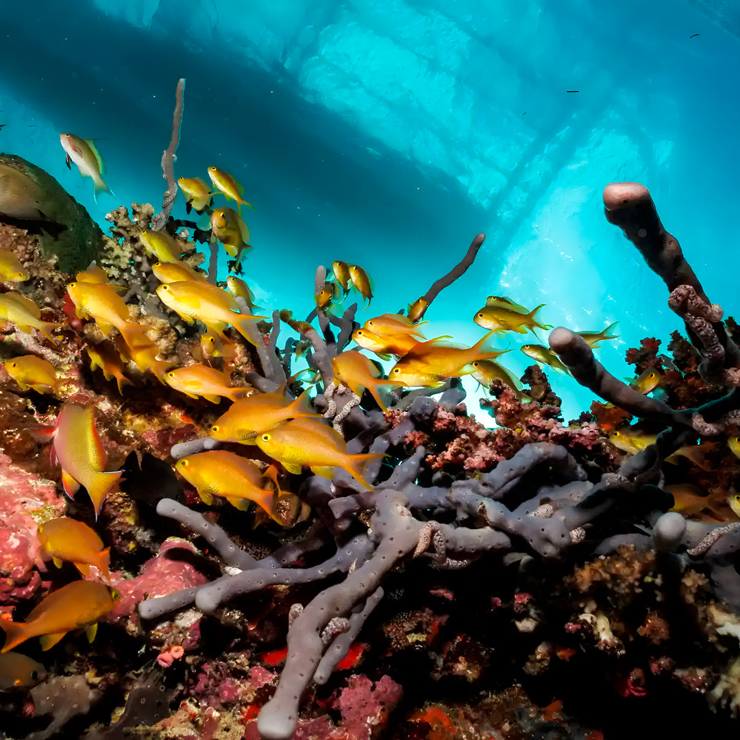PADI Rescue Diver Course in Moalboal