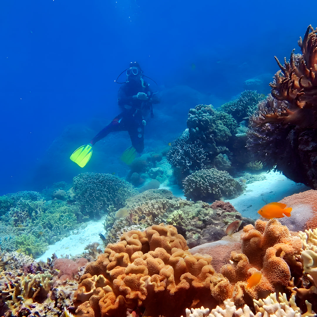 PADI Discover Scuba Diving with Sardines in Moalboal