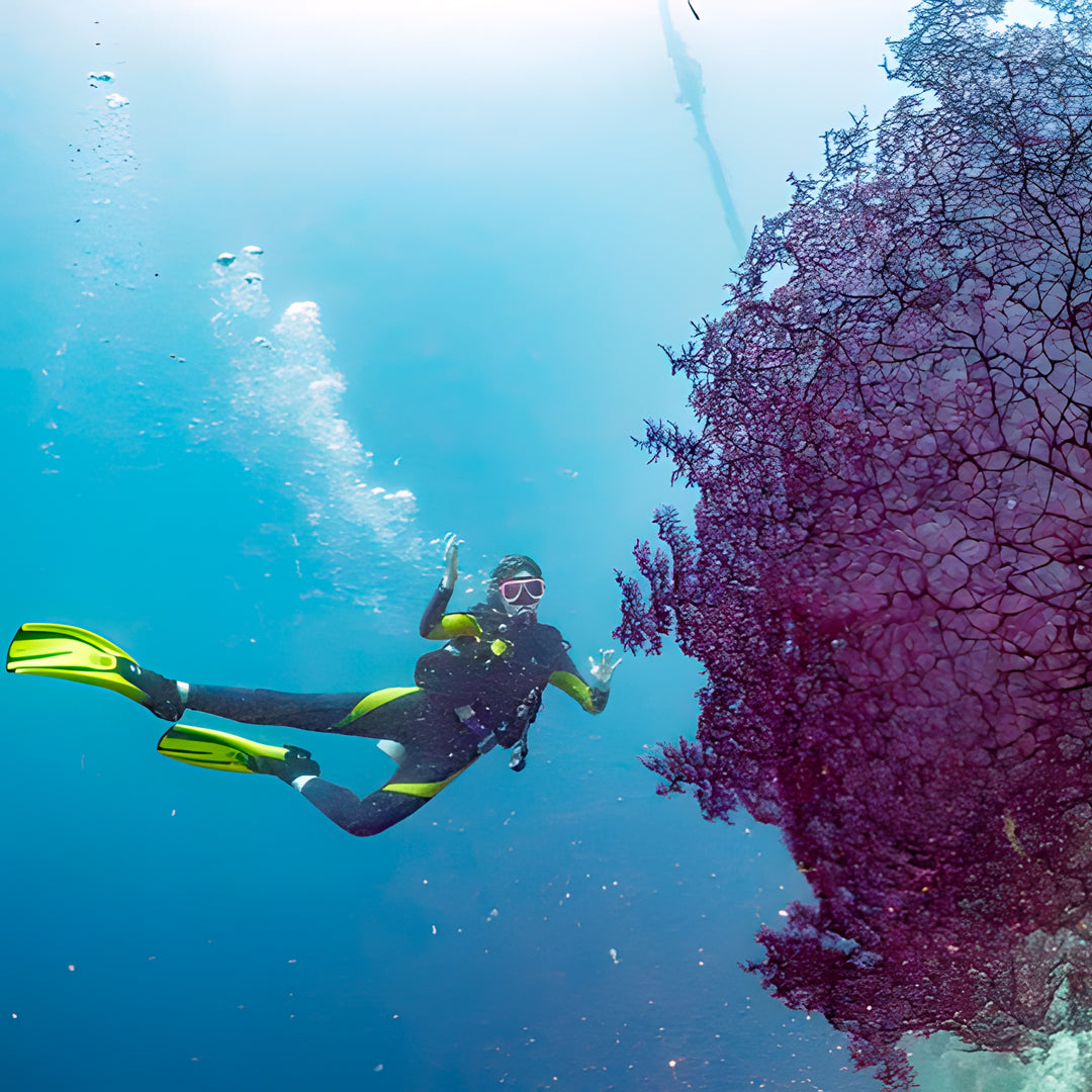 Moalboal Sardine Fun Boat Dive
