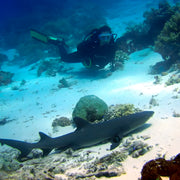 Oslob Whale Shark Special Day Trip