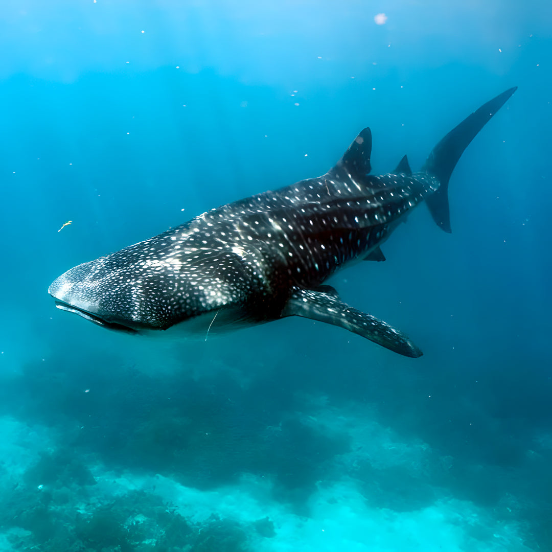 Moalboal Sardine Fun Boat Dive