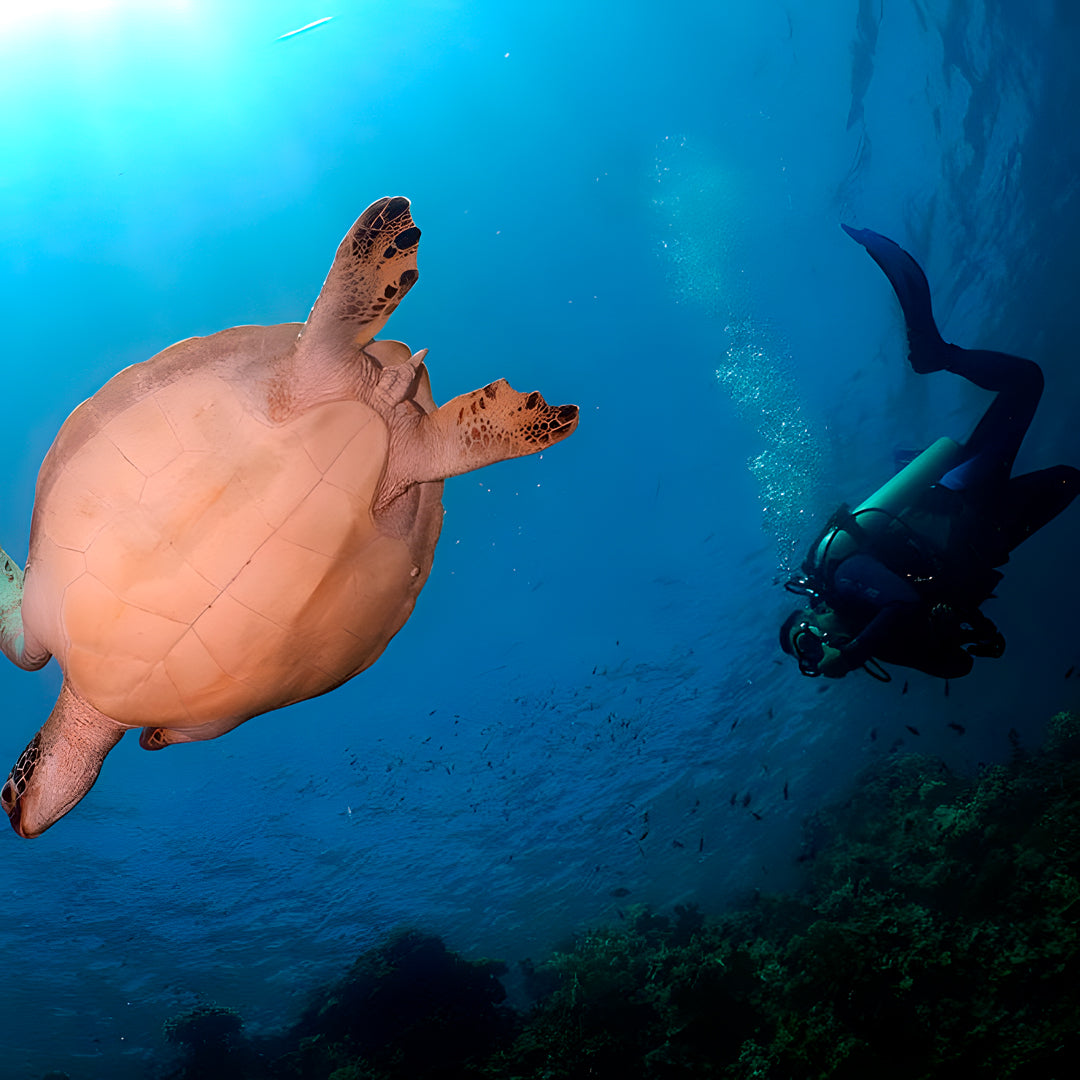 Moalboal Scuba Diving Shore Dive