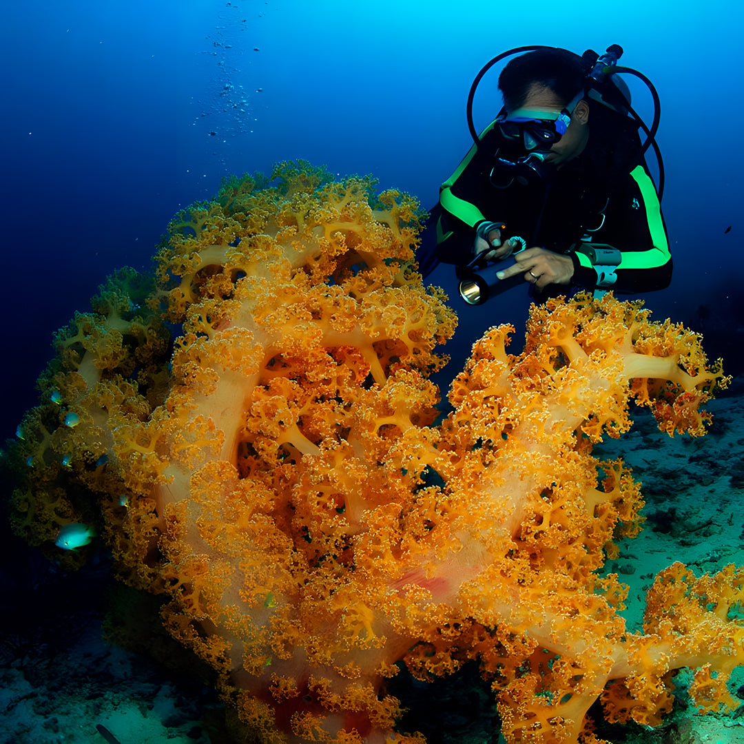 PADI Divemaster Certification Course in Cebu