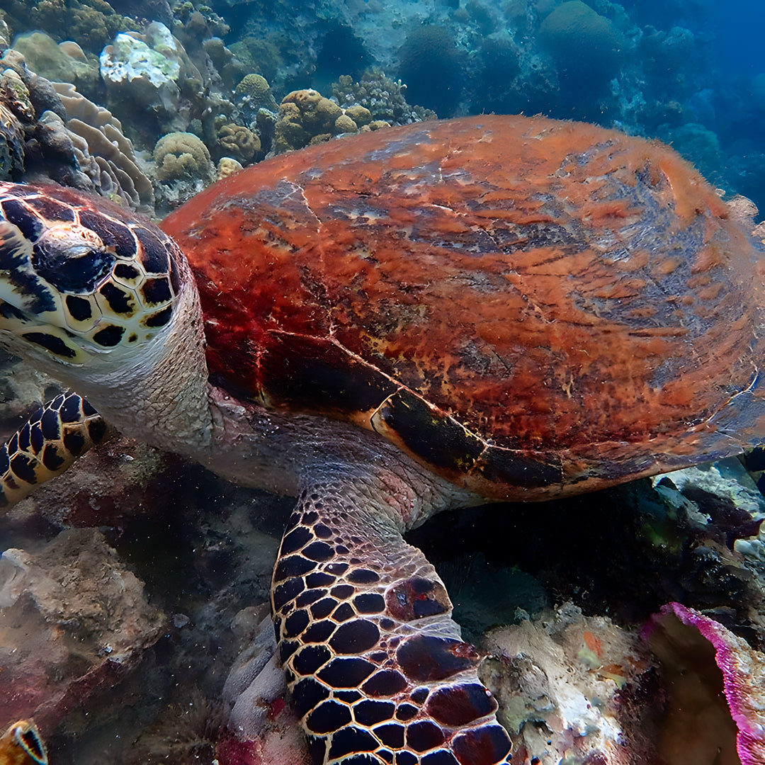 Moalboal Scuba Diving Shore Dive