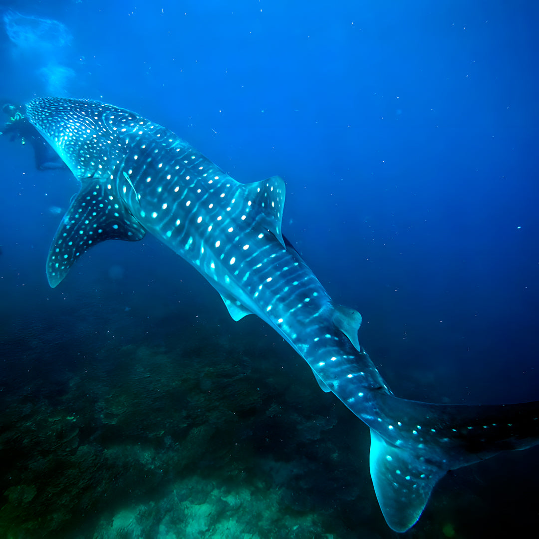 Moalboal Scuba Diving Shore Dive