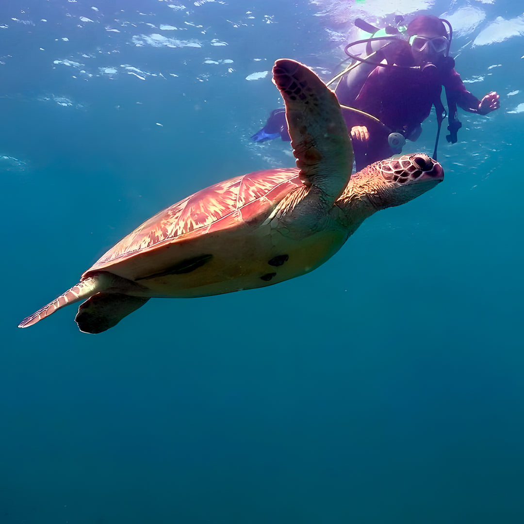Moalboal Scuba Diving Shore Dive