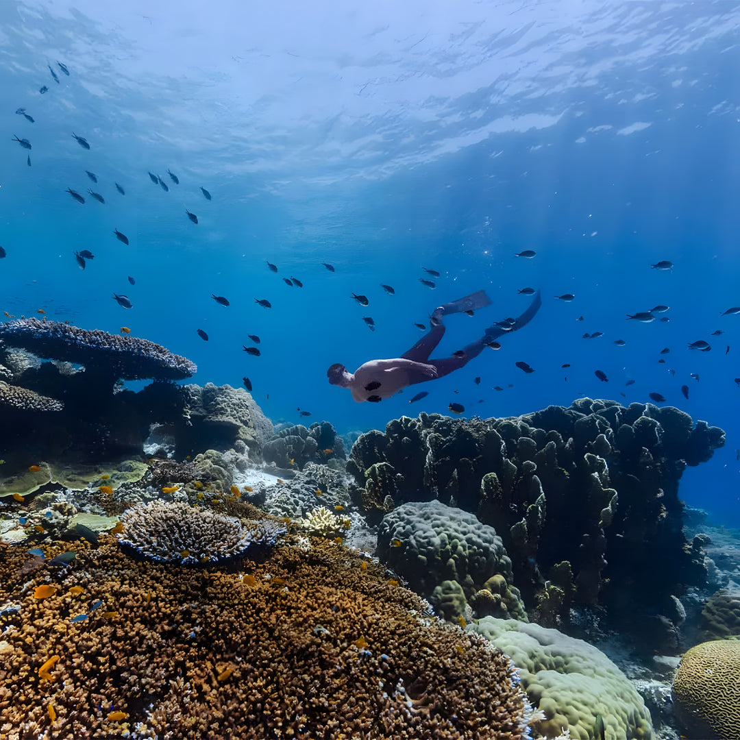 Panglao Plane Wreck Fun Dive Blue Freedom Apnea