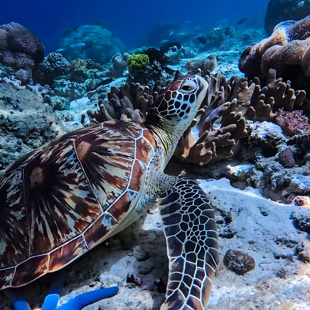 Mantigue Island Camiguin Freediving Fun Dive