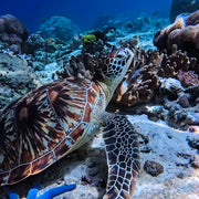 Mantigue Island Camiguin Freediving Fun Dive