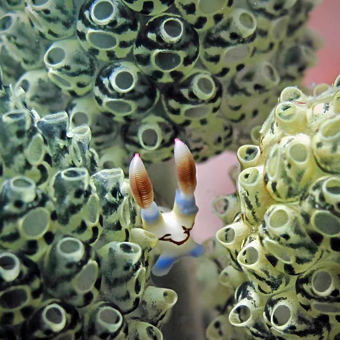 Introduction to Freediving Program
