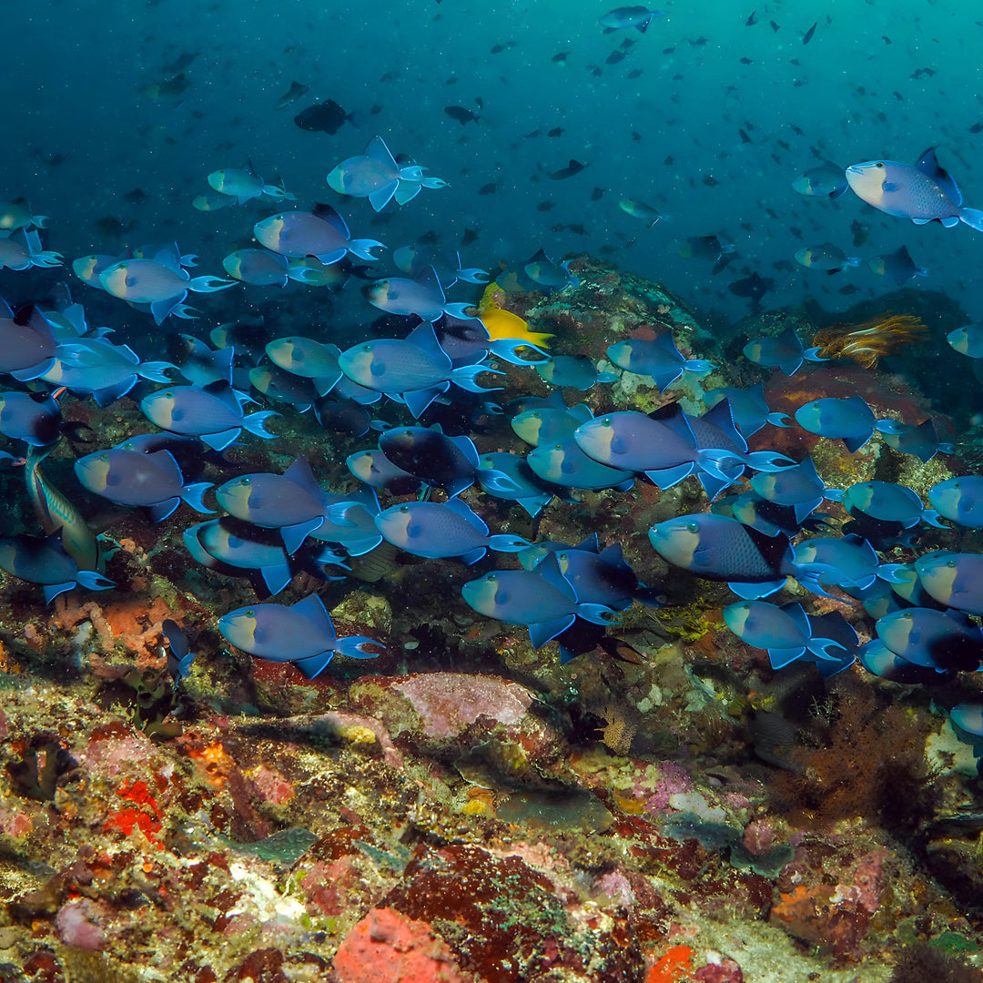Anilao Open Water Scuba Diving Course Amathi Diving Resort