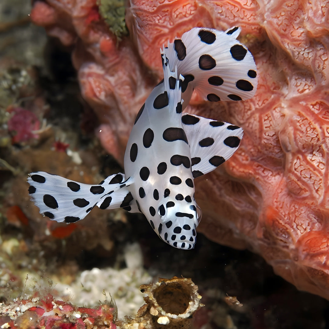 Anilao Open Water Scuba Diving Course Amathi Diving Resort