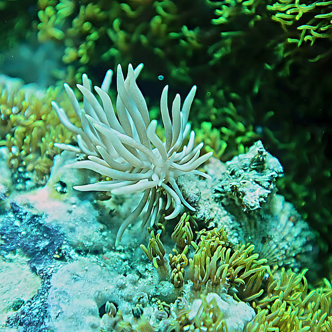 Anilao Open Water Scuba Diving Course Amathi Diving Resort