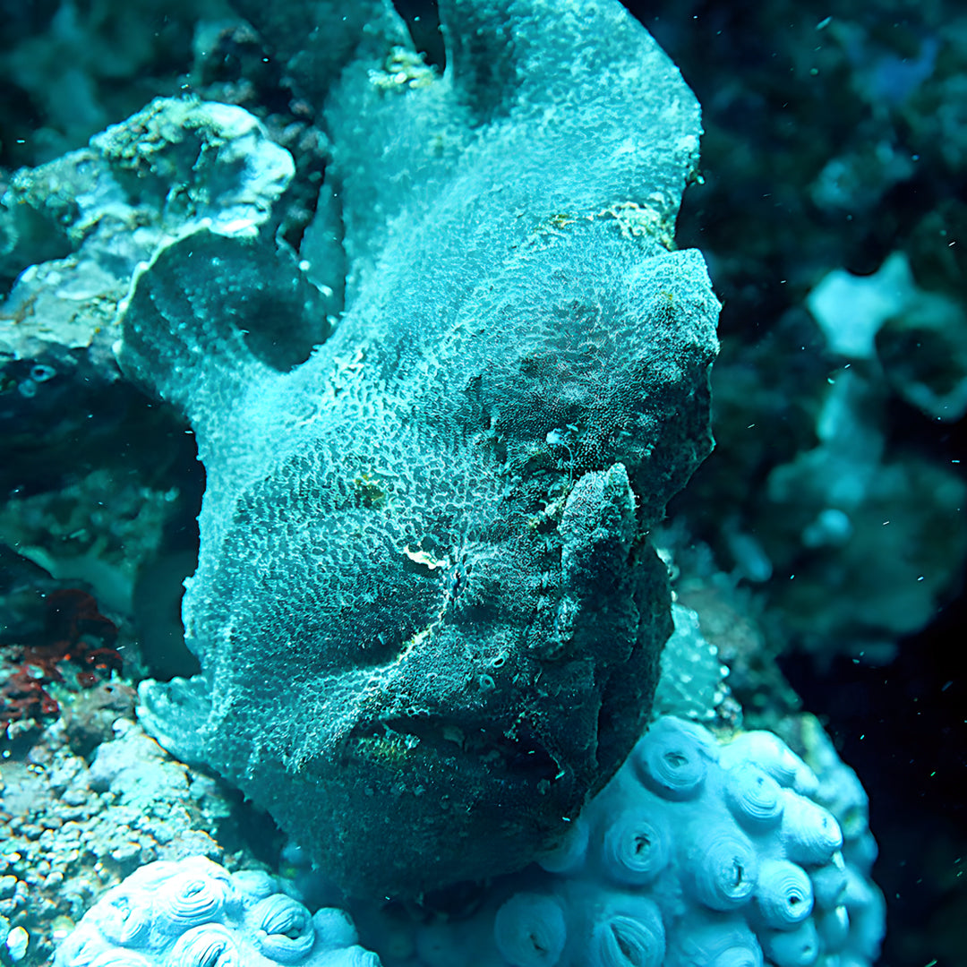 Anilao Open Water Scuba Diving Course Amathi Diving Resort