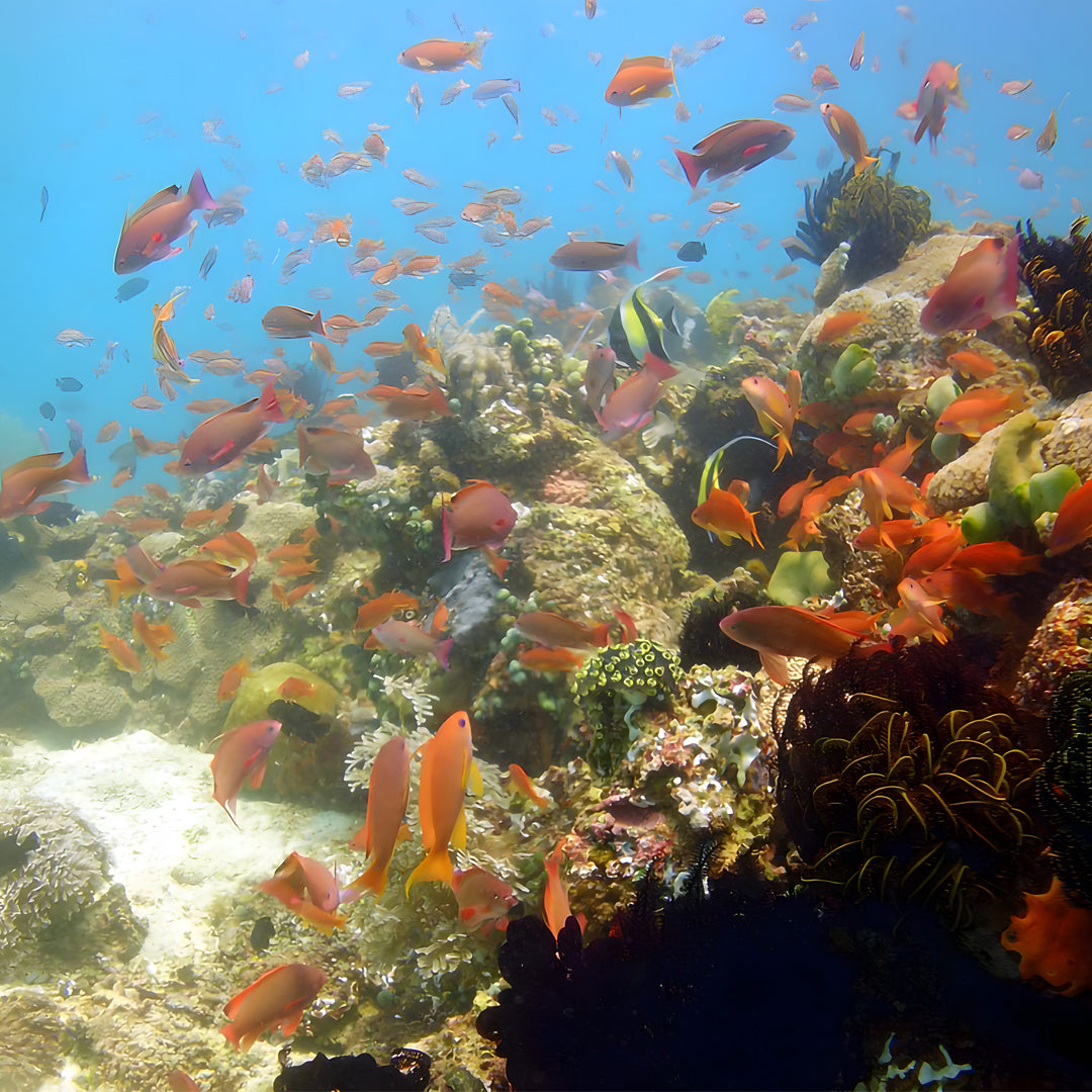 Anilao SSI Open Water Diver Course Aqua-venture Reef Club Resort