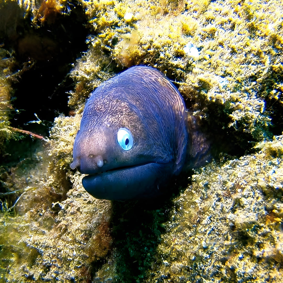 Anilao SSI Open Water Diver Course Aqua-venture Reef Club Resort