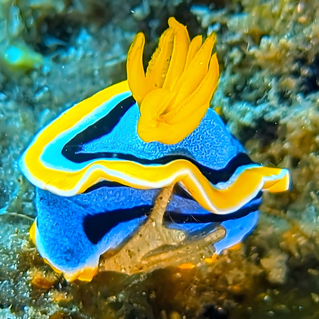 Anilao SSI Open Water Diver Course Aqua-venture Reef Club Resort