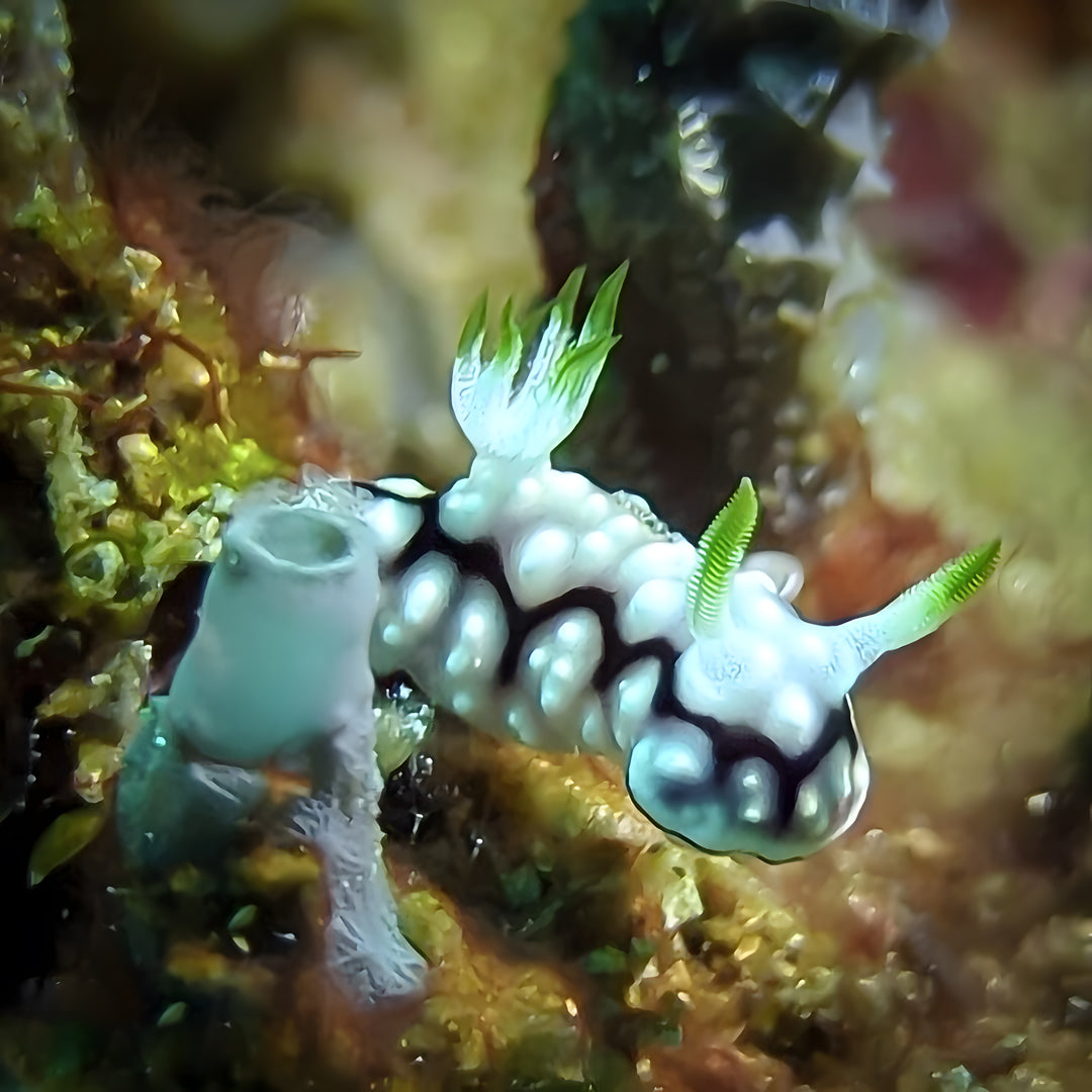 Anilao SSI Open Water Diver Course Aqua-venture Reef Club Resort
