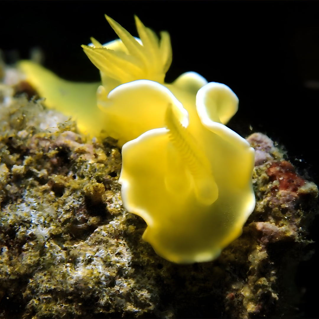 Anilao SSI Open Water Diver Course Aqua-venture Reef Club Resort