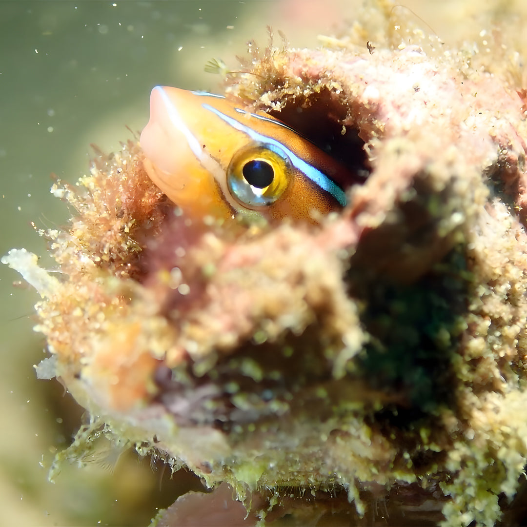 Anilao SSI Open Water Diver Course Aqua-venture Reef Club Resort