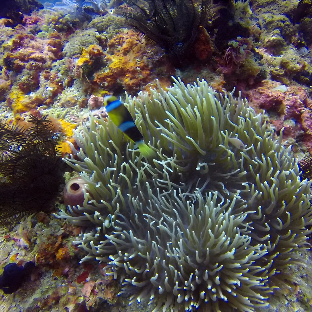 Anilao SSI Open Water Diver Course Aqua-venture Reef Club Resort