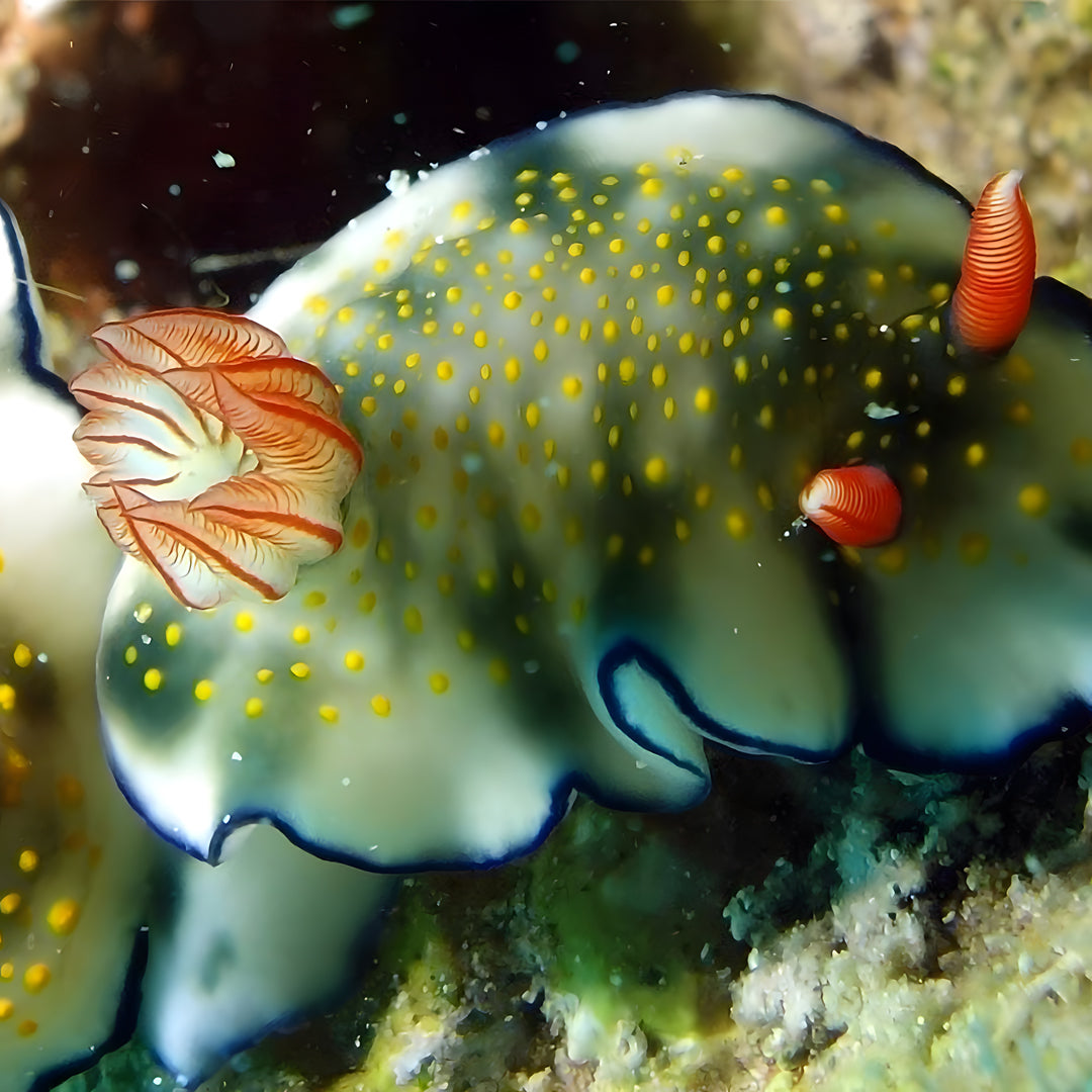 Anilao SSI Open Water Diver Course Aqua-venture Reef Club Resort