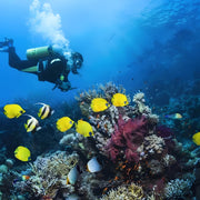 Anilao SSI Open Water Diver Course Aqua-venture Reef Club Resort