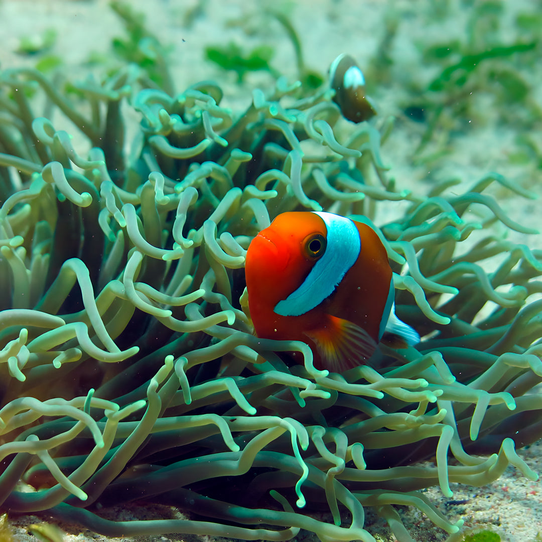 Discover Scuba Diving Badladz Diving Center