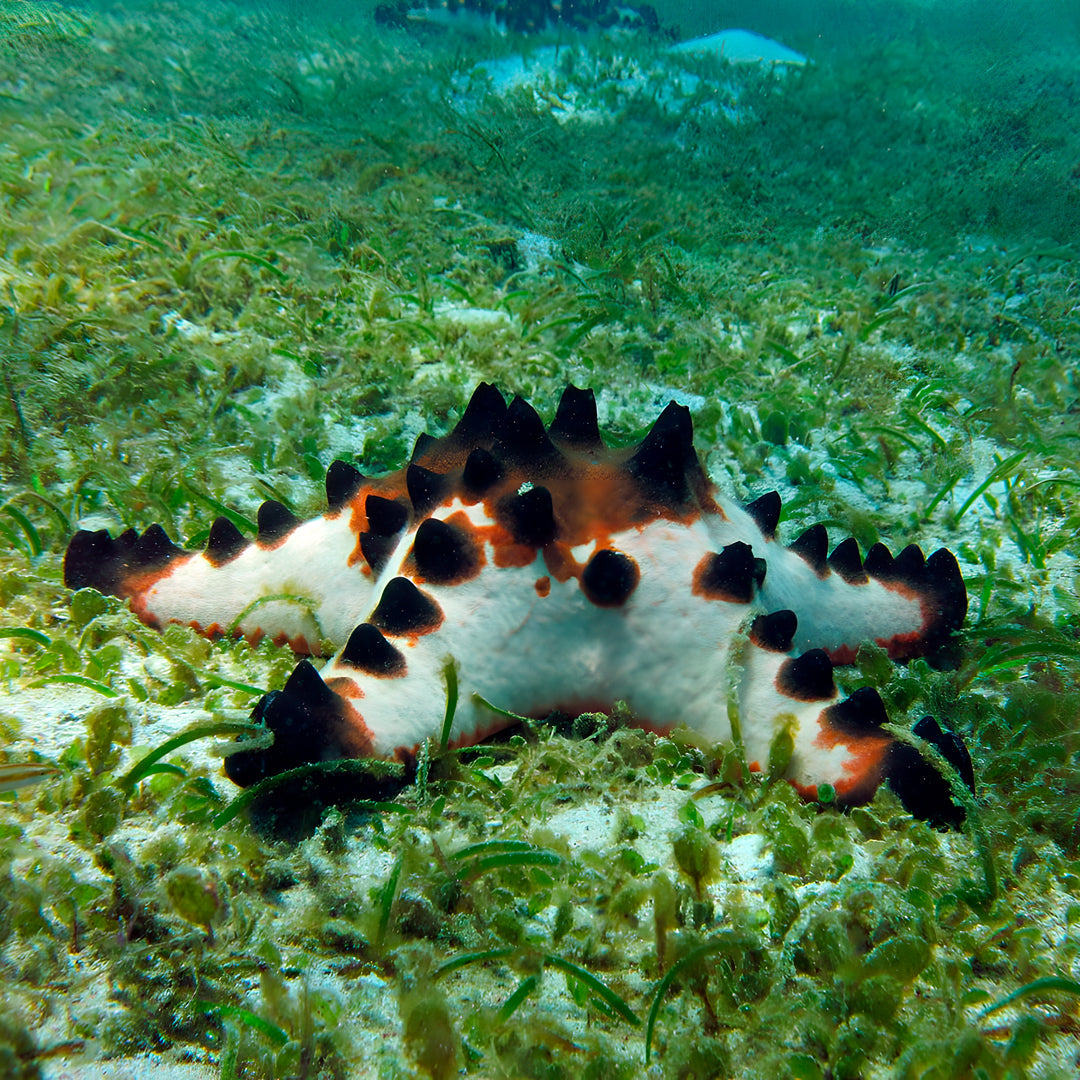 Discover Scuba Diving Badladz Diving Center