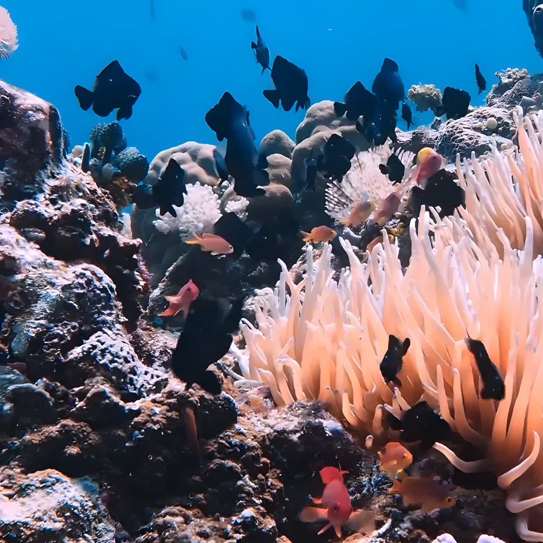Anilao Advanced Adventure Scuba Diver Course Blue Ribbon Dive Resort