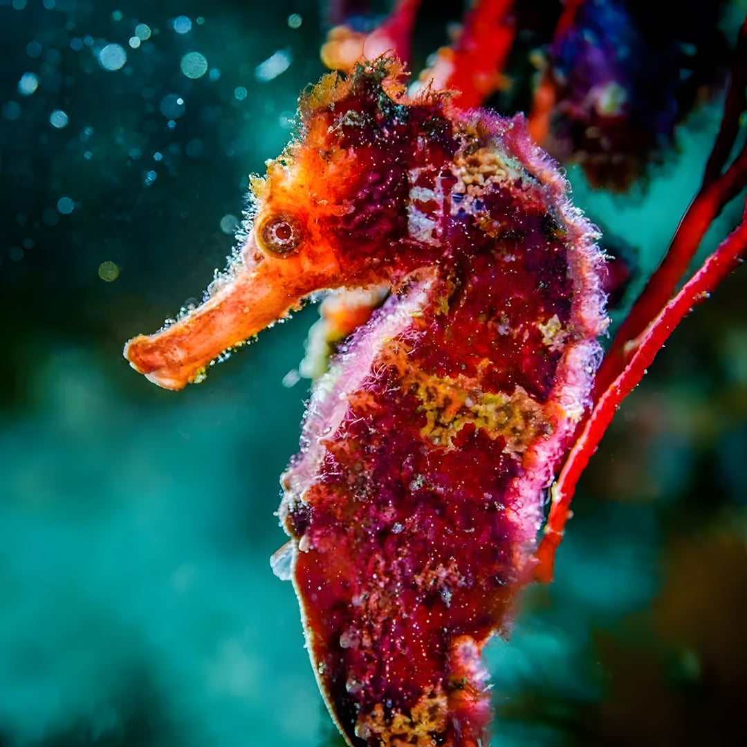 Anilao Advanced Adventure Scuba Diver Course Blue Ribbon Dive Resort