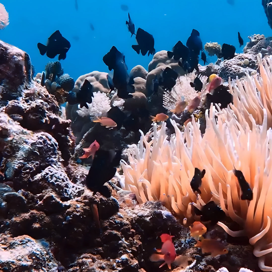 Anilao Advanced Adventure Scuba Diver Course Blue Ribbon Dive Resort