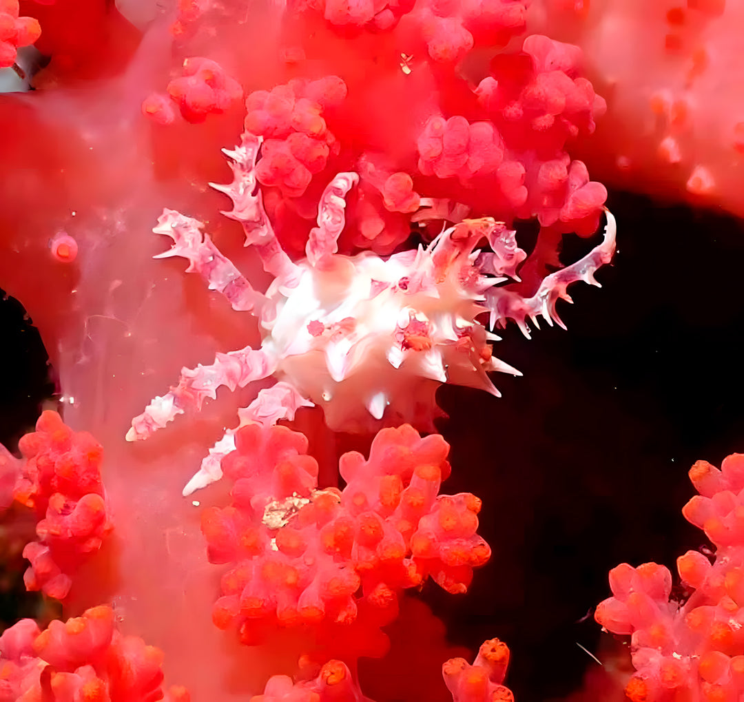 Moalboal PADI Bubblemaker Dive Course for Kids
