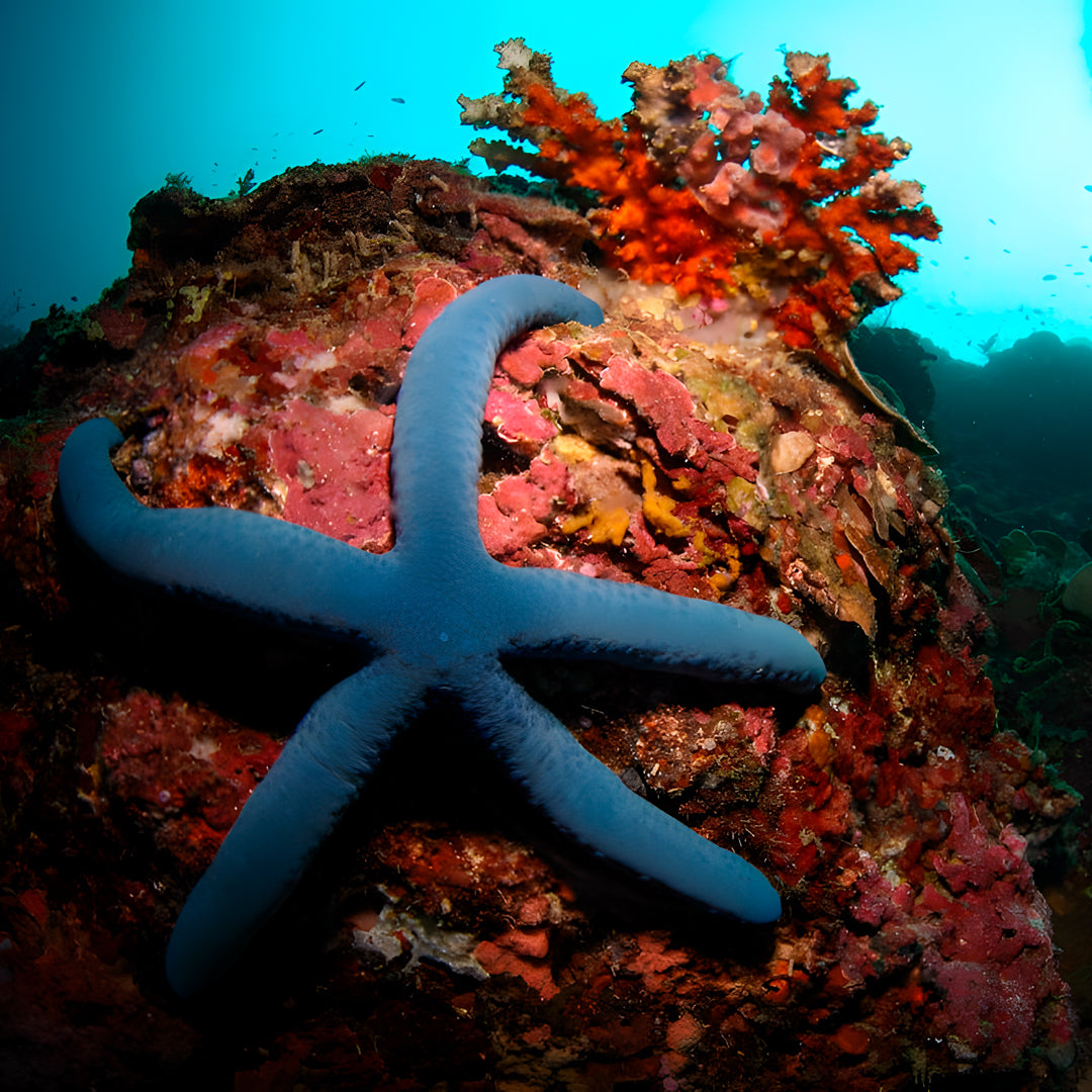 Moalboal PADI Bubblemaker Dive Course for Kids